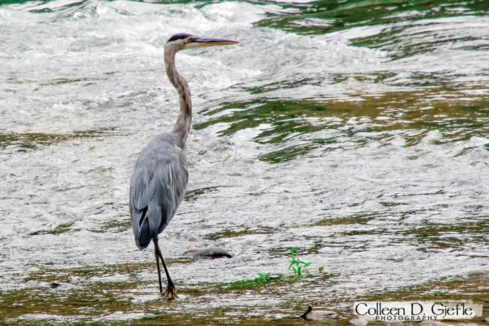 A great heron in the water
